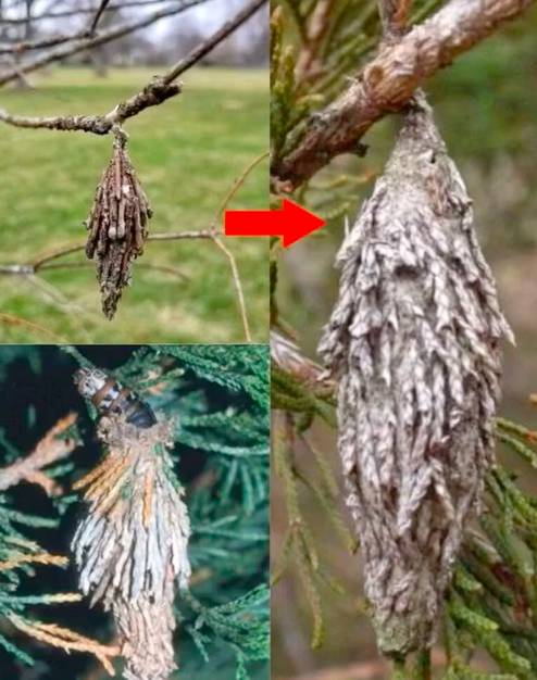The Hidden Threat: Evergreen Bagworms and the Damage They Cause